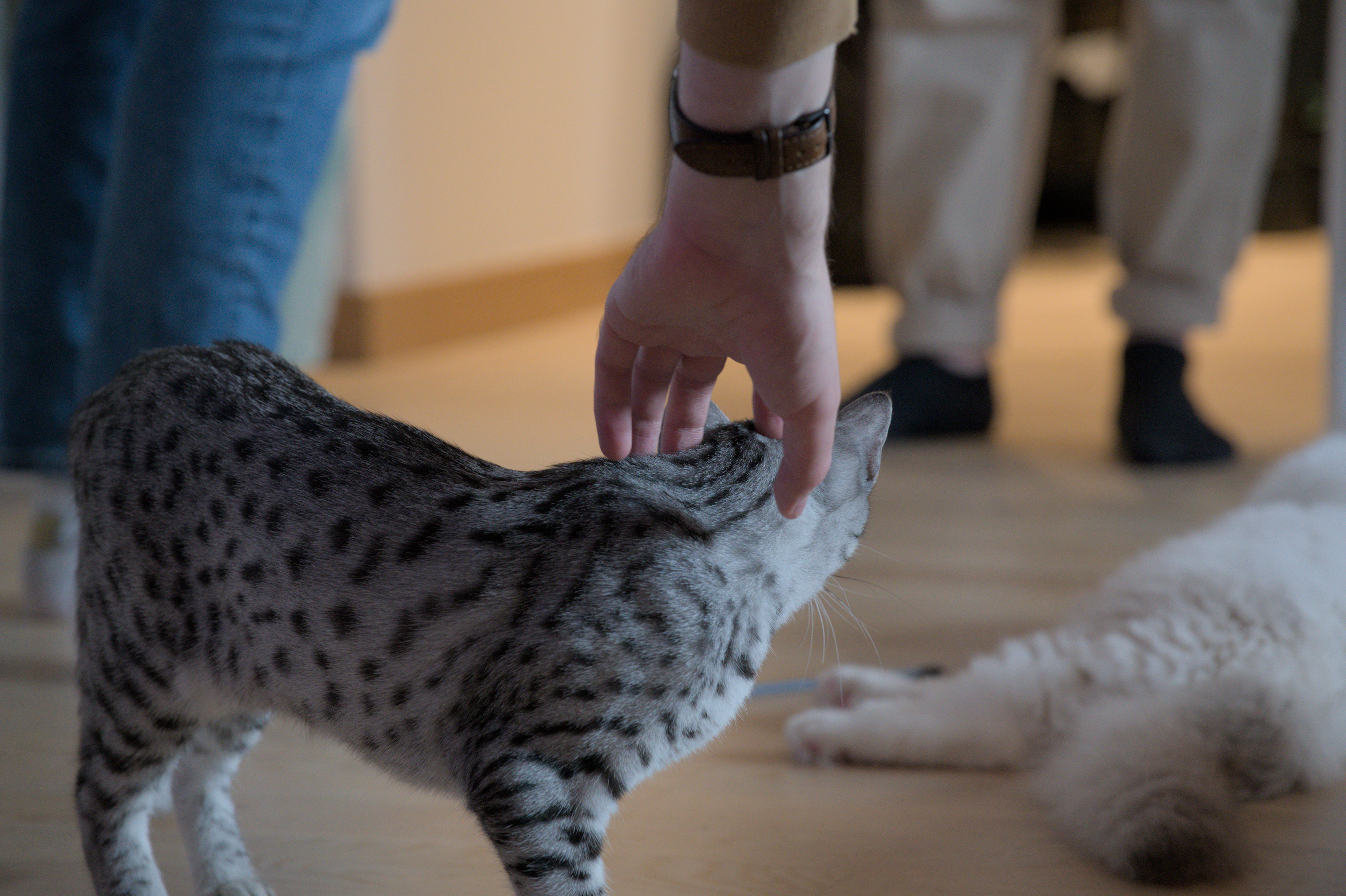 2025/10/12 - cats/DSC_0099.jpg